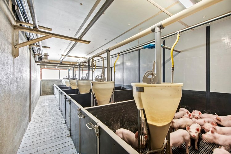 Alleenstaande villa met modern imposant varkensbedrijf te Koekelare 